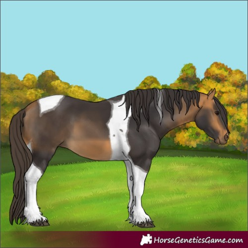 Horse Color:Buckskin Tobiano