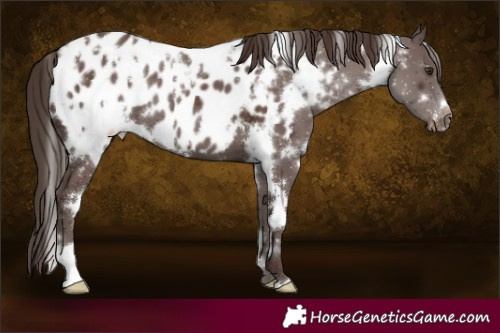 Horse Color:White Spotted Liver Chestnut Blanket