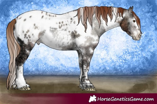 Horse Color:Gray White Spotted Classic Champagne Ice Pearl Onyx Blanket