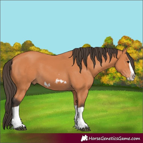 Horse Color:Bay Splash Frame 