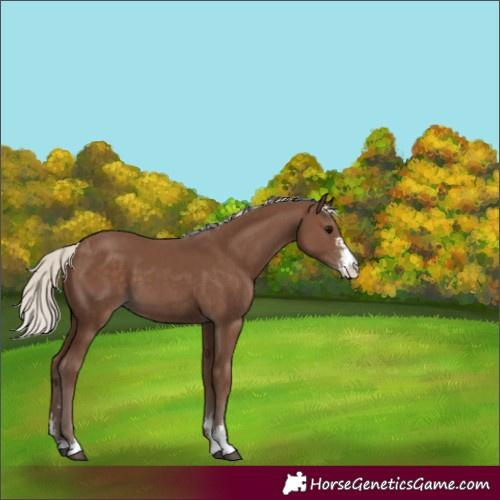 Horse Color:Silver Black Sabino