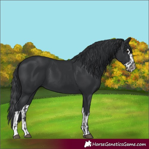 Horse Color:Black and Black Splash