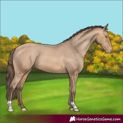 Horse Color:Amber Champagne Appaloosa
