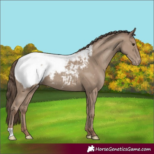 Horse Color:Classic Champagne Appaloosa 