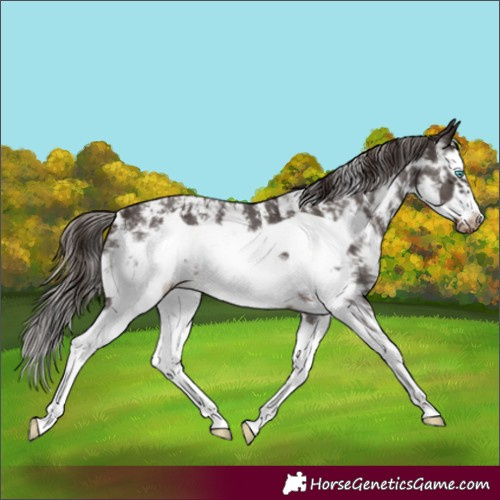 Horse Color:Liver Chestnut Sabino Splash Frame Appaloosa 
