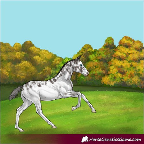 Horse Color:Liver Chestnut Sabino Splash Frame Appaloosa