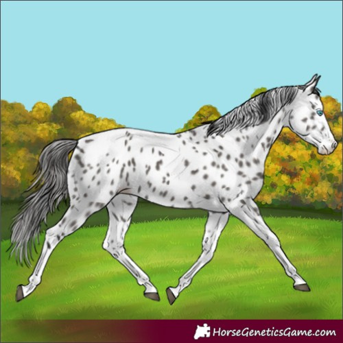 Horse Color:Grullo Splash Tobiano Leopard 