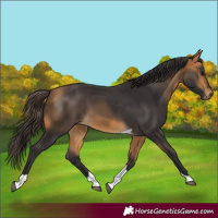 Horse Color:Buckskin Tobiano 