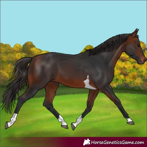 Horse Color:Bay Tobiano 