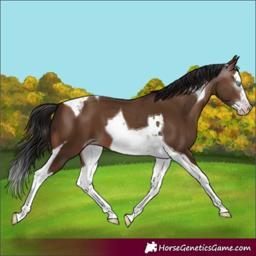 Horse Color:Gray Amber Champagne Splash Tobiano
