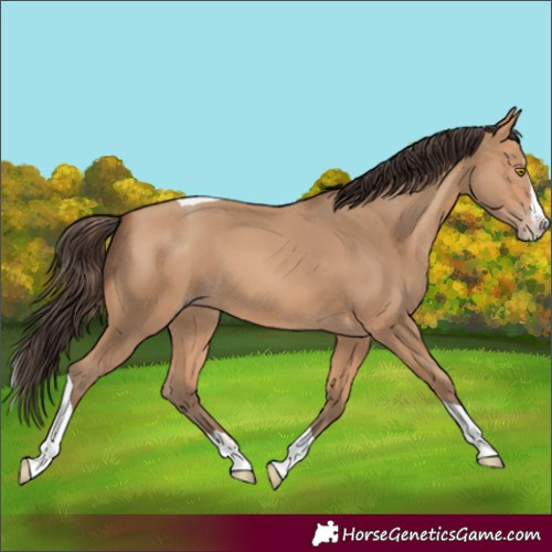 Horse Color:Amber Champagne Splash Tobiano 