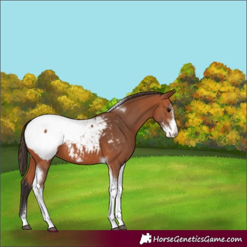 Horse Color:Bay Sabino Tobiano Appaloosa 