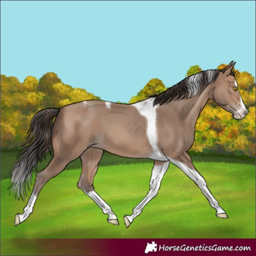 Horse Color:Sable Champagne Splash Tobiano 