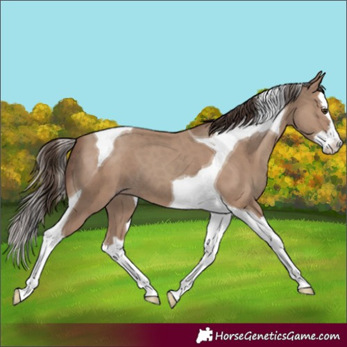 Horse Color:Classic Champagne Splash Tobiano