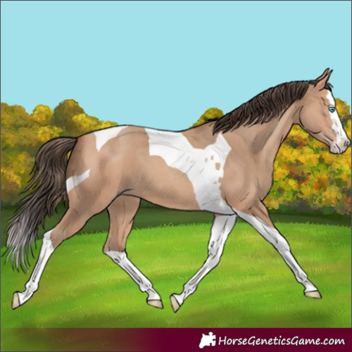 Horse Color:Amber Champagne Splash Tobiano 