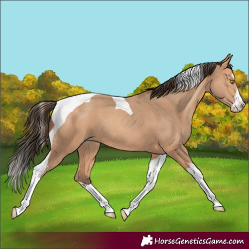 Horse Color:Amber Champagne Splash Tobiano 