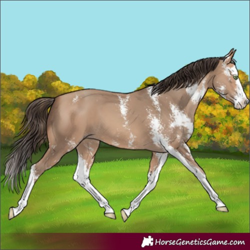 Horse Color:Amber Champagne Sabino Splash 