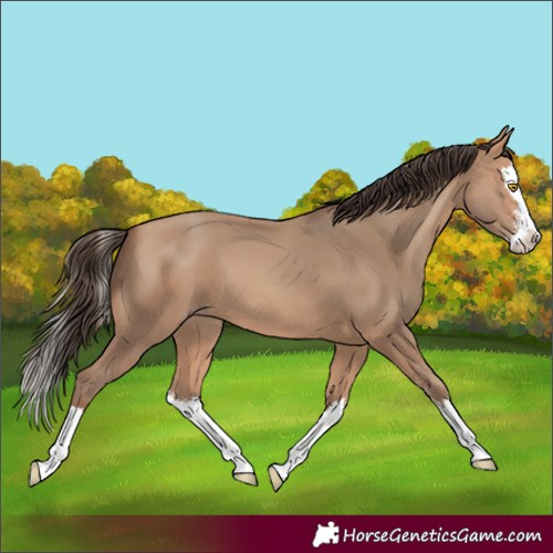 Horse Color:Amber Champagne Sabino Splash