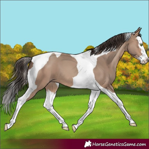 Horse Color:Sable Champagne Splash Tobiano