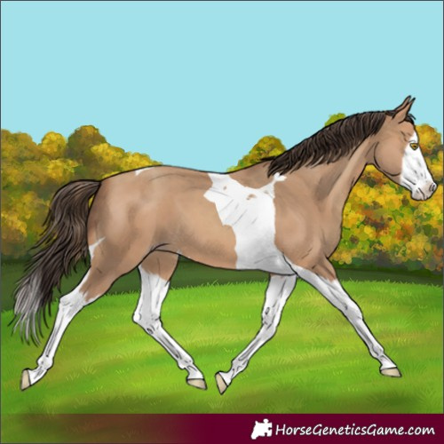 Horse Color:Amber Champagne Splash Tobiano