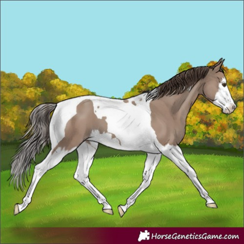 Horse Color:Classic Champagne Splash Tobiano 