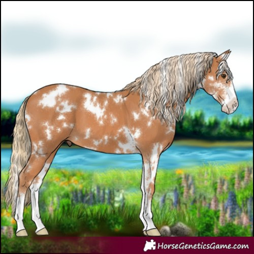 Horse Color:White Spotted Chestnut Sabino