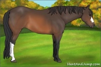Horse Color:Brown 