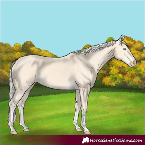 Horse Color:Cremello 