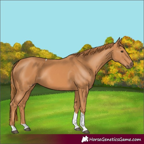Horse Color:Chestnut Tobiano Rabicano