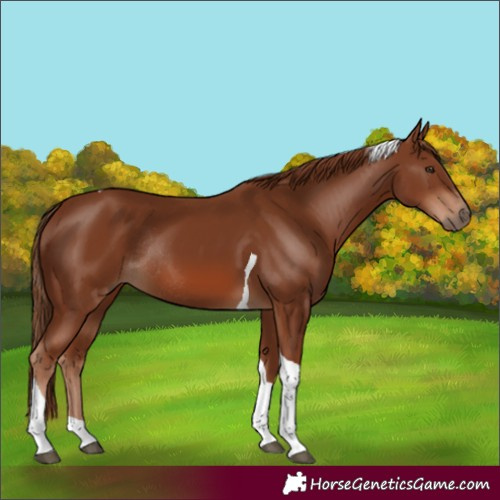 Horse Color:Chestnut Tobiano Rabicano