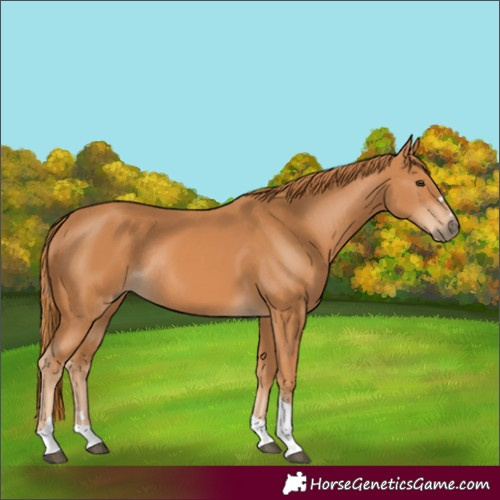 Horse Color:Chestnut Tobiano Rabicano 