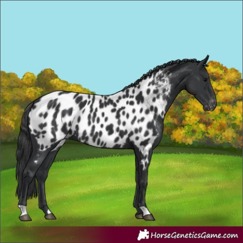 Horse Color:Black Appaloosa