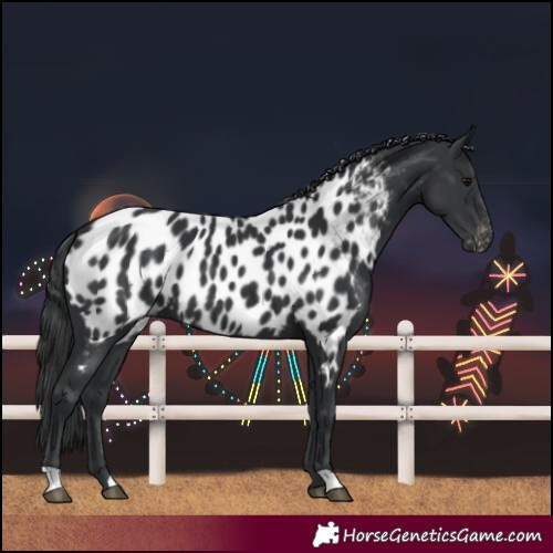 Horse Color:Black Near Leopard 