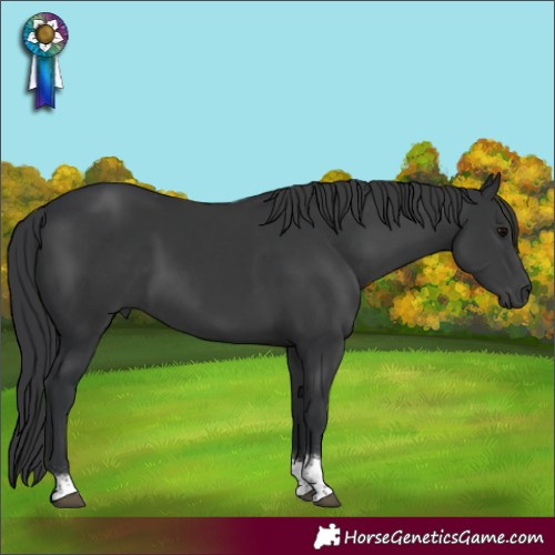 Horse Color:Black Tobiano Rabicano 