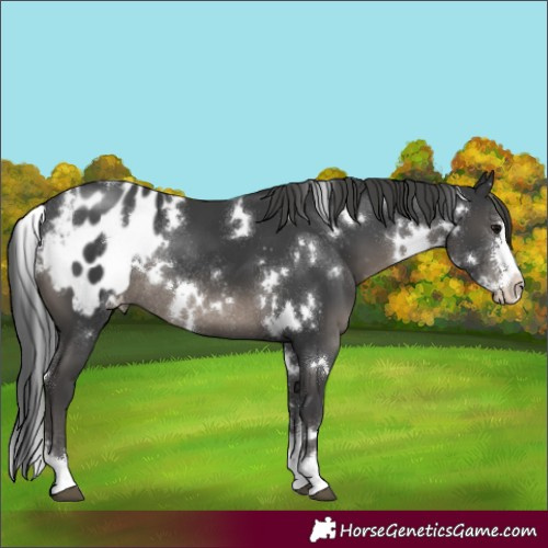Horse Color:White Spotted Black Sabino Appaloosa Rabicano
