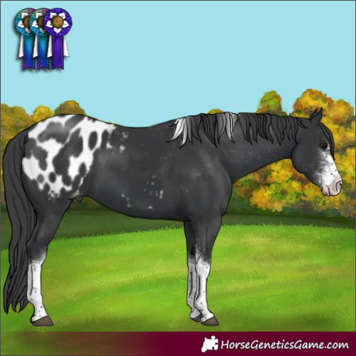 Horse Color:Black Sabino Tobiano Appaloosa 