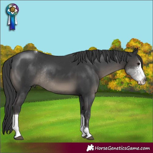 Horse Color:Black Sabino Tobiano Rabicano