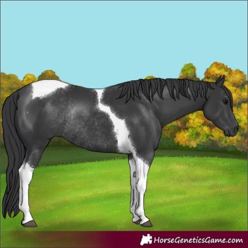 Horse Color:Black Tobiano Rabicano