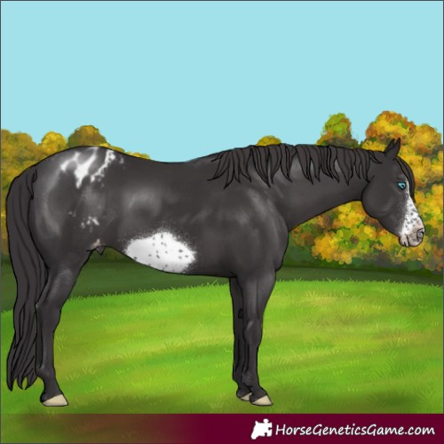 Horse Color:Smoky Black Sabino Frame Appaloosa Rabicano 