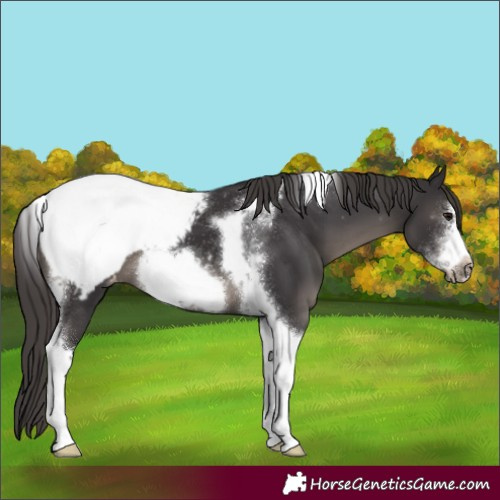 Horse Color:Smoky Black Sabino Tobiano Frame Appaloosa 