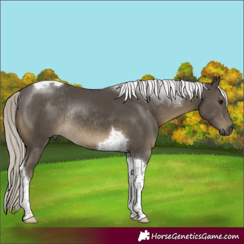 Horse Color:Silver Smoky Black Tobiano Rabicano 