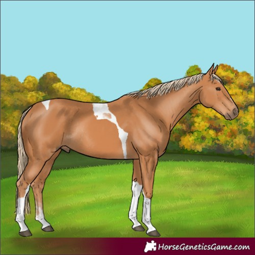 Horse Color:Chestnut Tobiano Rabicano 