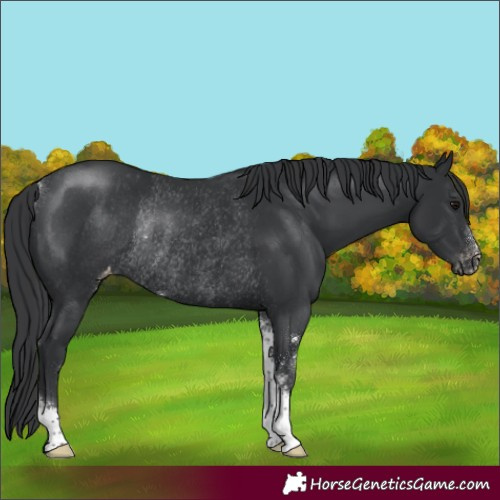 Horse Color:Black Sabino Appaloosa Rabicano 