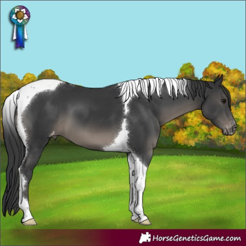 Horse Color:Black Tobiano Appaloosa 