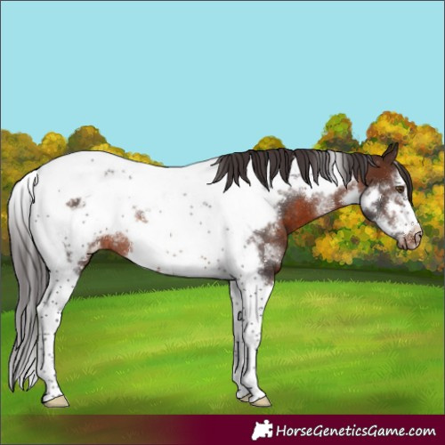 Horse Color:Brown Sabino Tobiano Frame Appaloosa Rabicano