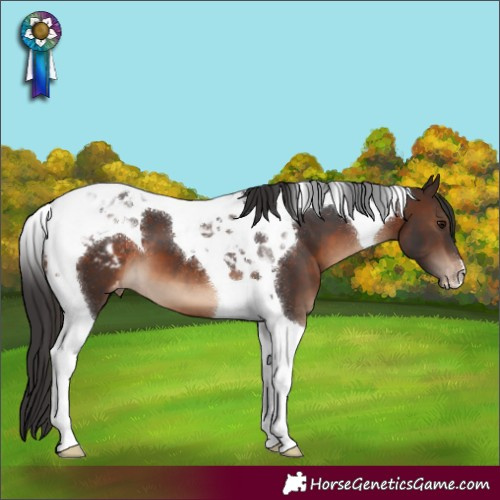 Horse Color:Brown Tobiano Appaloosa
