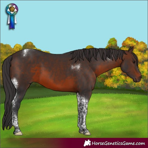 Horse Color:Brown Tobiano 