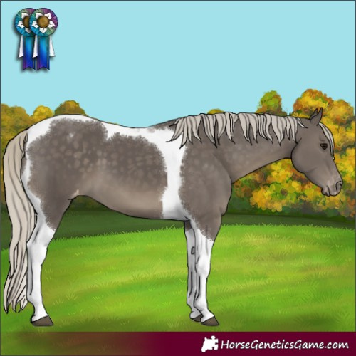 Horse Color:Silver Smoky Black Tobiano Appaloosa