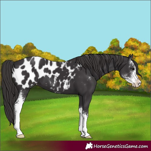 Horse Color:Smoky Black Sabino Appaloosa 
