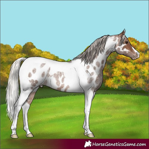 Horse Color:Silver Brown Roan Tobiano Near Leopard 